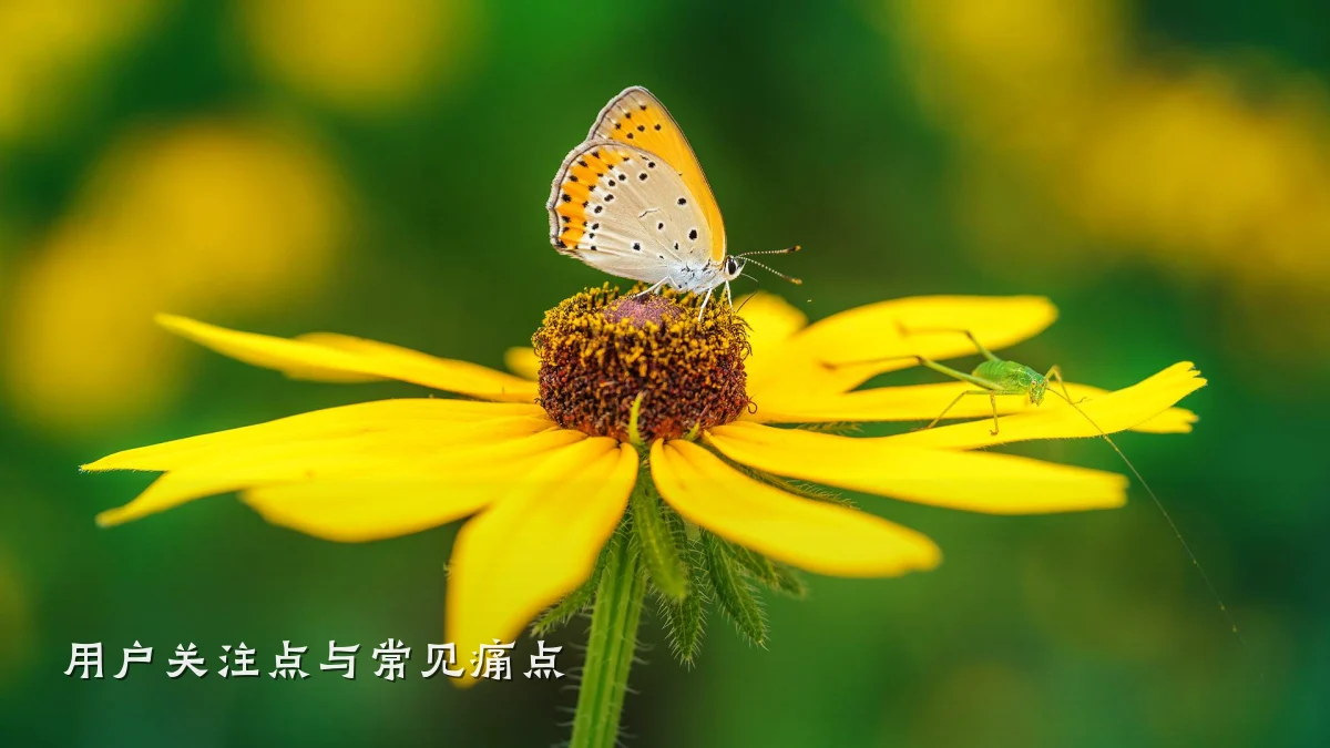 用户关注点与常见痛点