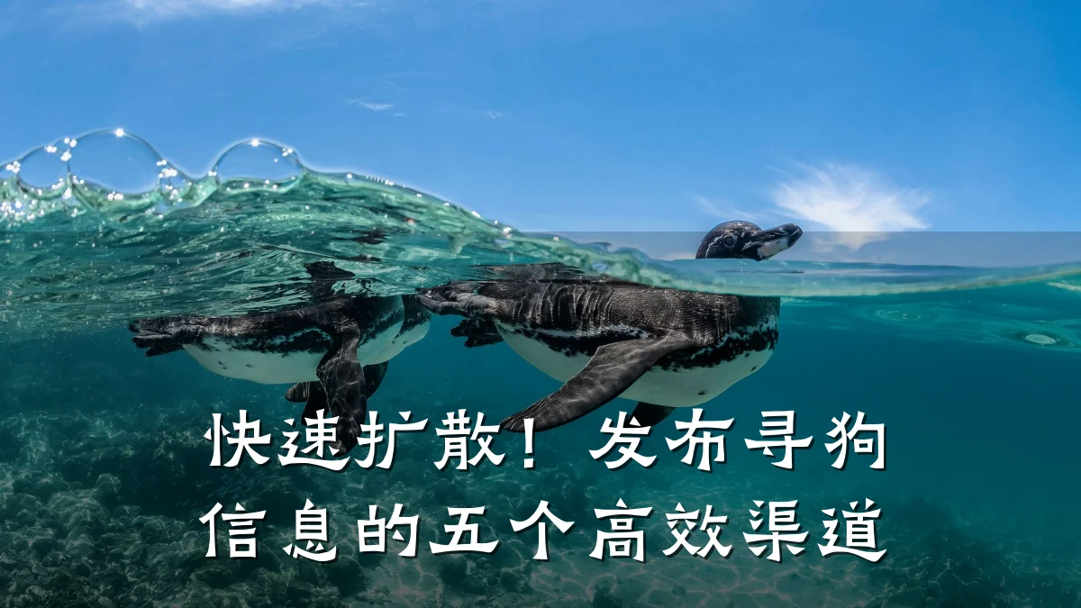 快速扩散!发布寻狗信息的五个高效渠道