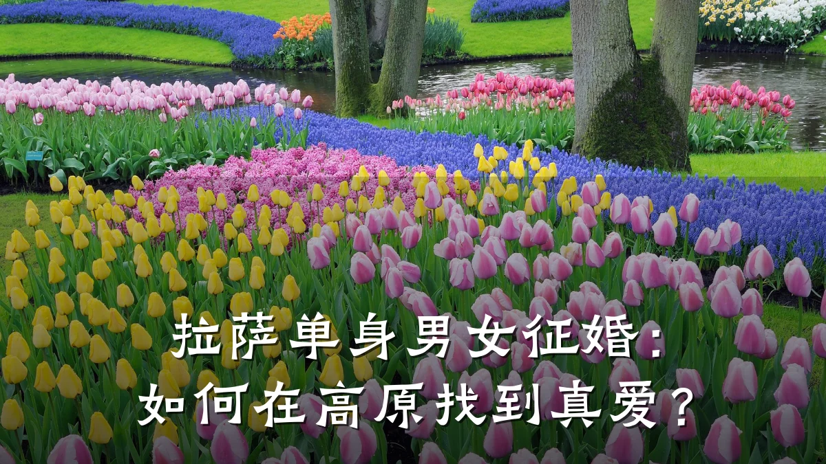 拉萨单身男女征婚:如何在高原找到真爱?