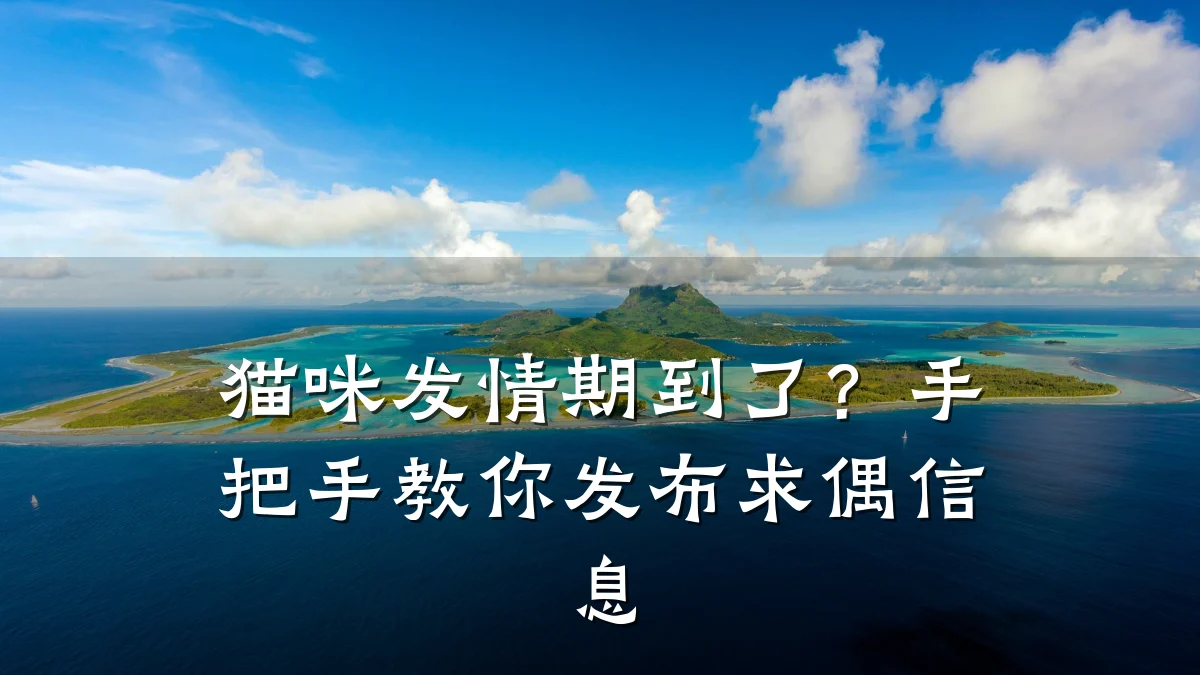 猫咪发情期到了?手把手教你发布求偶信息