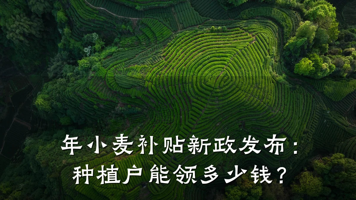年小麦补贴新政发布:种植户能领多少钱?