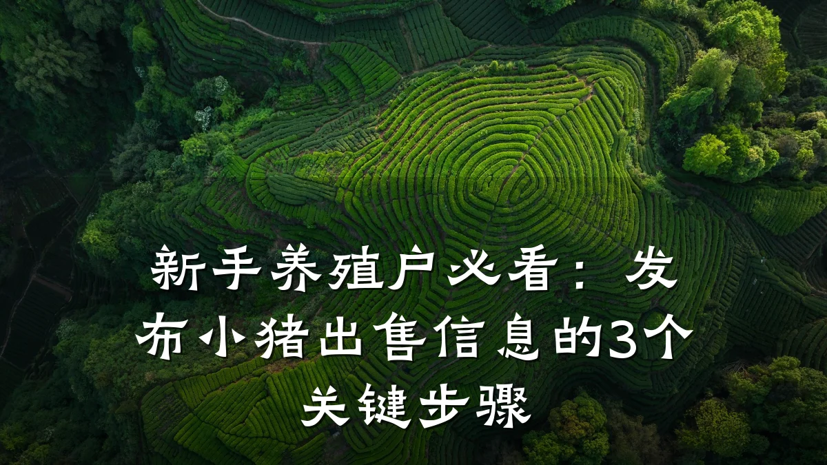 新手养殖户必看:发布小猪出售信息的3个关键步骤