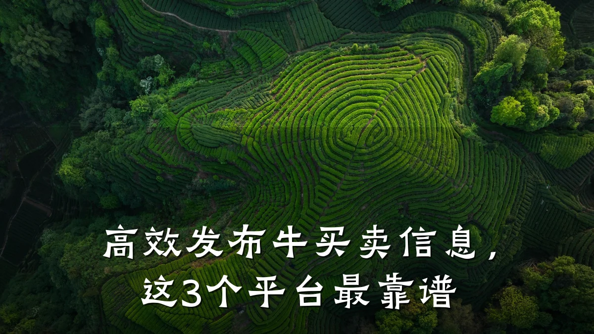 高效发布牛买卖信息,这3个平台最靠谱