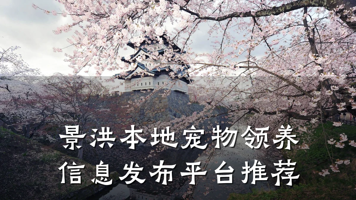 景洪本地宠物领养信息发布平台推荐