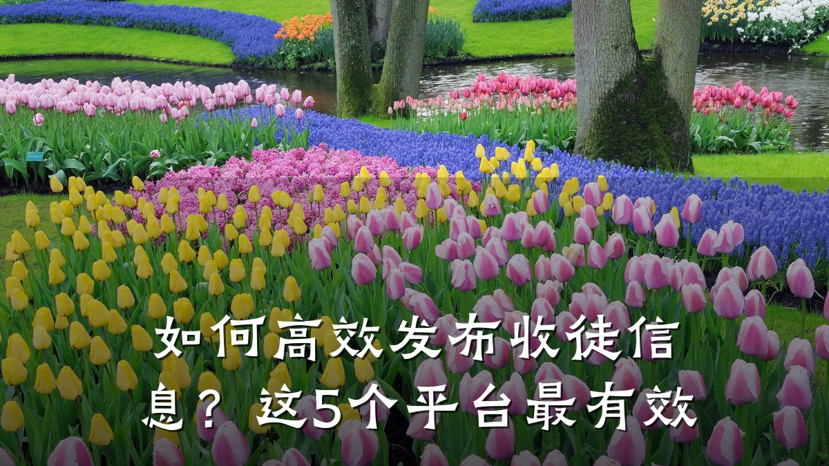 如何高效发布收徒信息?这5个平台最有效