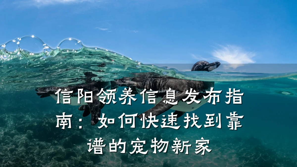 信阳领养信息发布指南:如何快速找到靠谱的宠物新家