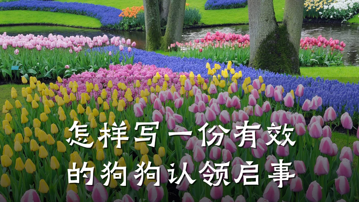 怎样写一份有效的狗狗认领启事