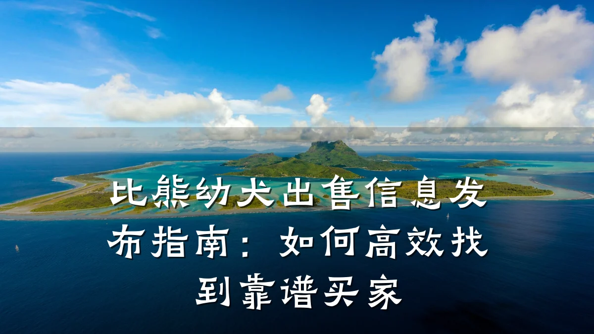 比熊幼犬出售信息发布指南:如何高效找到靠谱买家