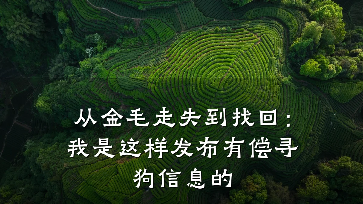 从金毛走失到找回:我是这样发布有偿寻狗信息的