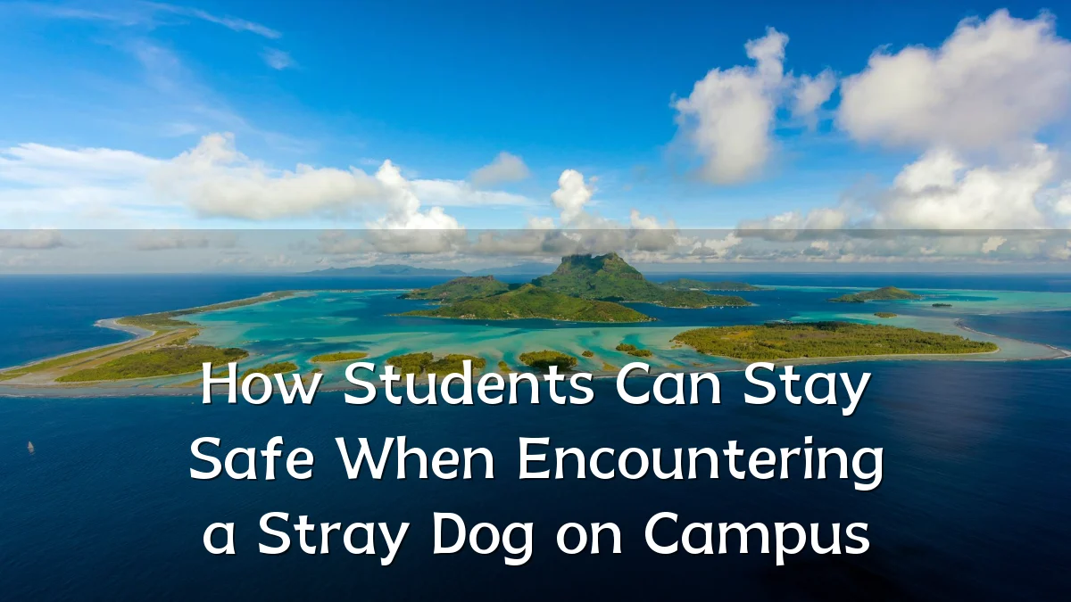 How Students Can Stay Safe When Encountering a Stray Dog on Campus