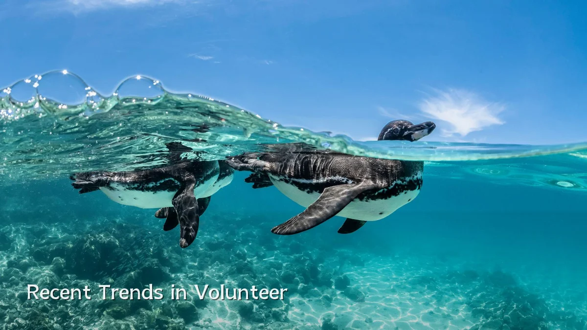 Recent Trends in Volunteer