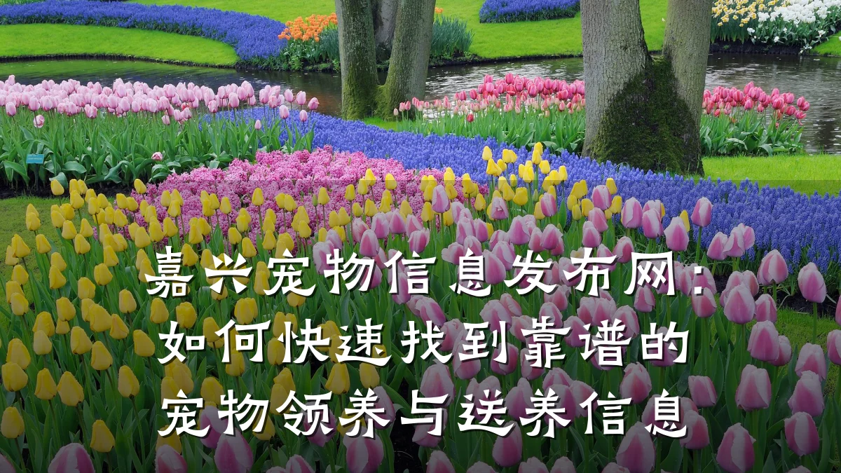 嘉兴宠物信息发布网:如何快速找到靠谱的宠物领养与送养信息