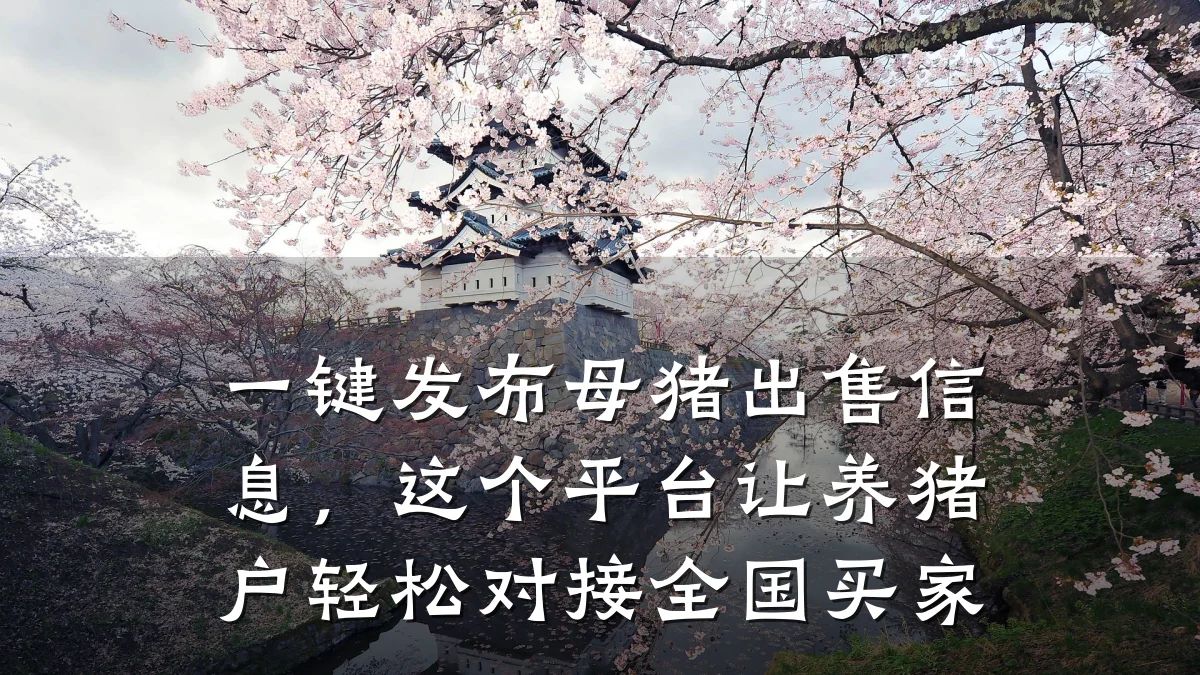 一键发布母猪出售信息,这个平台让养猪户轻松对接全国买家