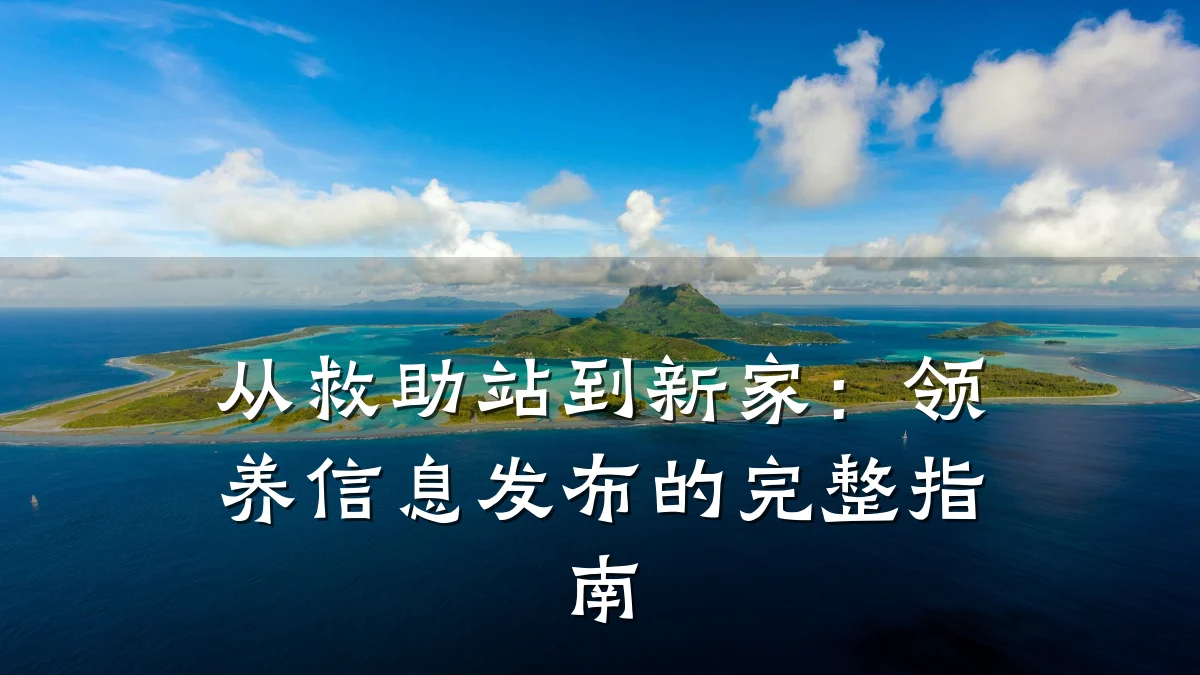 从救助站到新家:领养信息发布的完整指南