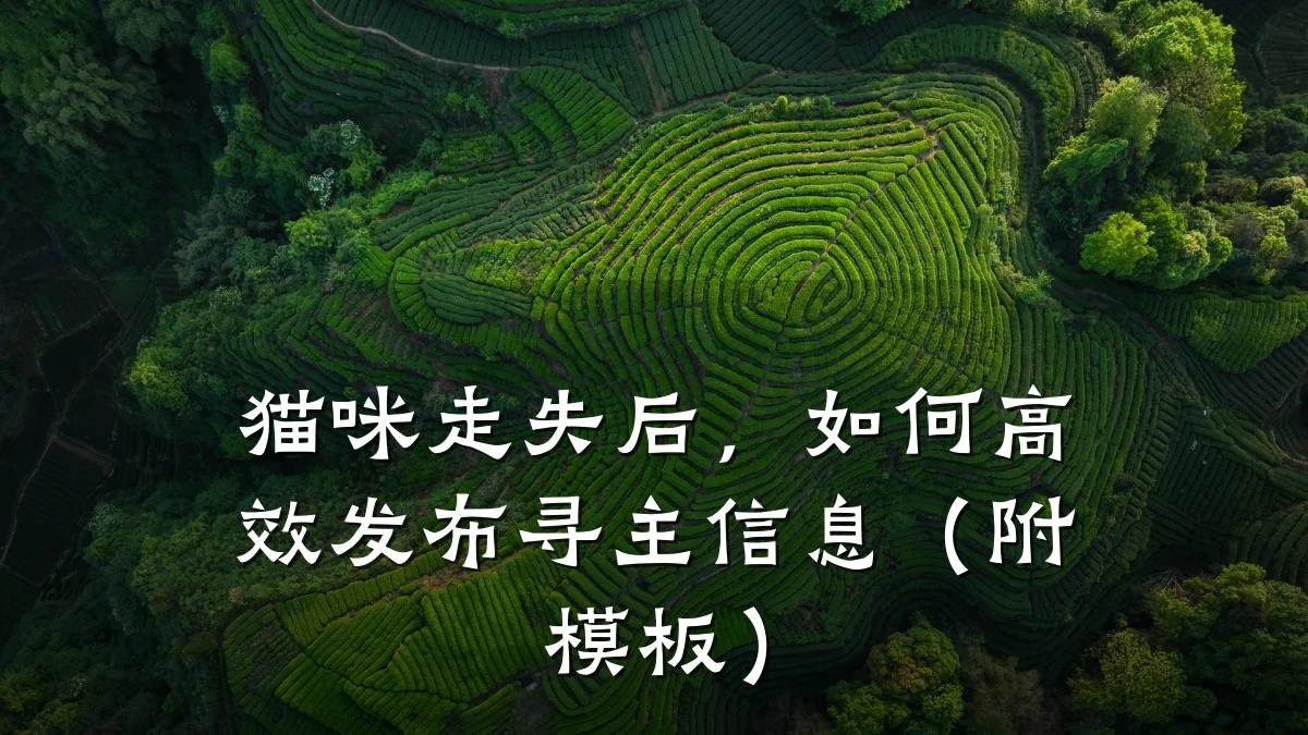猫咪走失后,如何高效发布寻主信息(附模板)