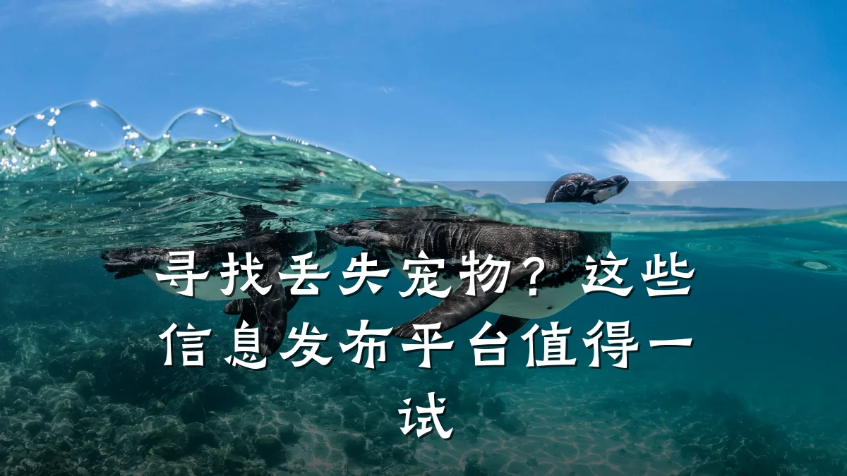 寻找丢失宠物?这些信息发布平台值得一试
