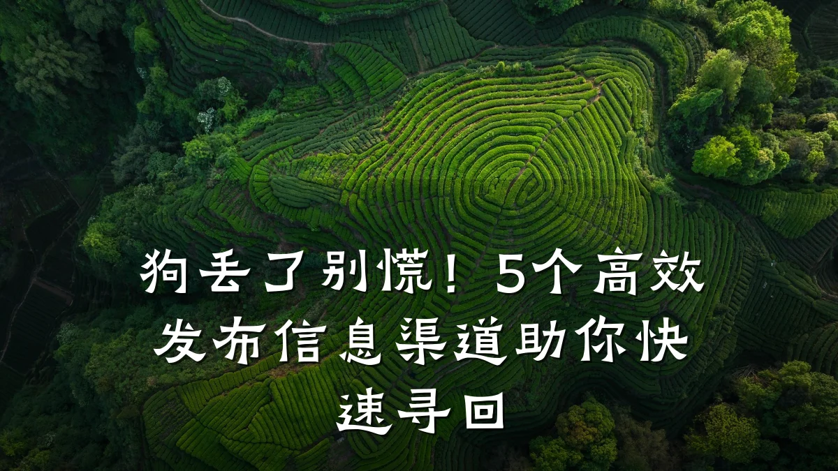 狗丢了别慌!5个高效发布信息渠道助你快速寻回
