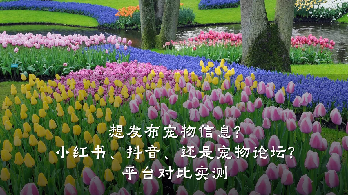 想发布宠物信息? 小红书、抖音、还是宠物论坛? 平台对比实测