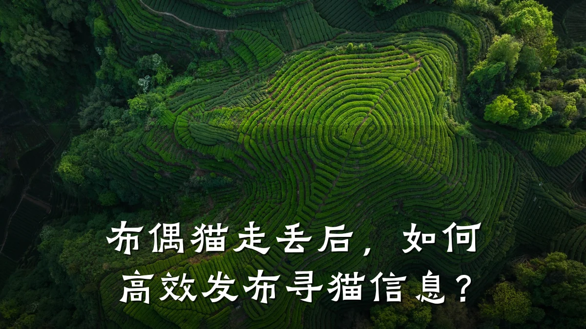 布偶猫走丢后，如何高效发布寻猫信息？