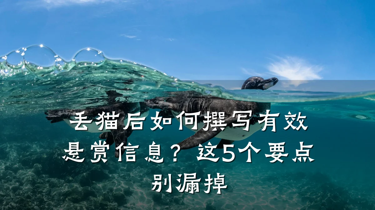 丢猫后如何撰写有效悬赏信息?这5个要点别漏掉