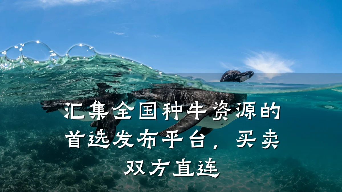 汇集全国种牛资源的首选发布平台,买卖双方直连