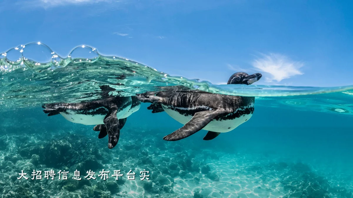 大招聘信息发布平台实