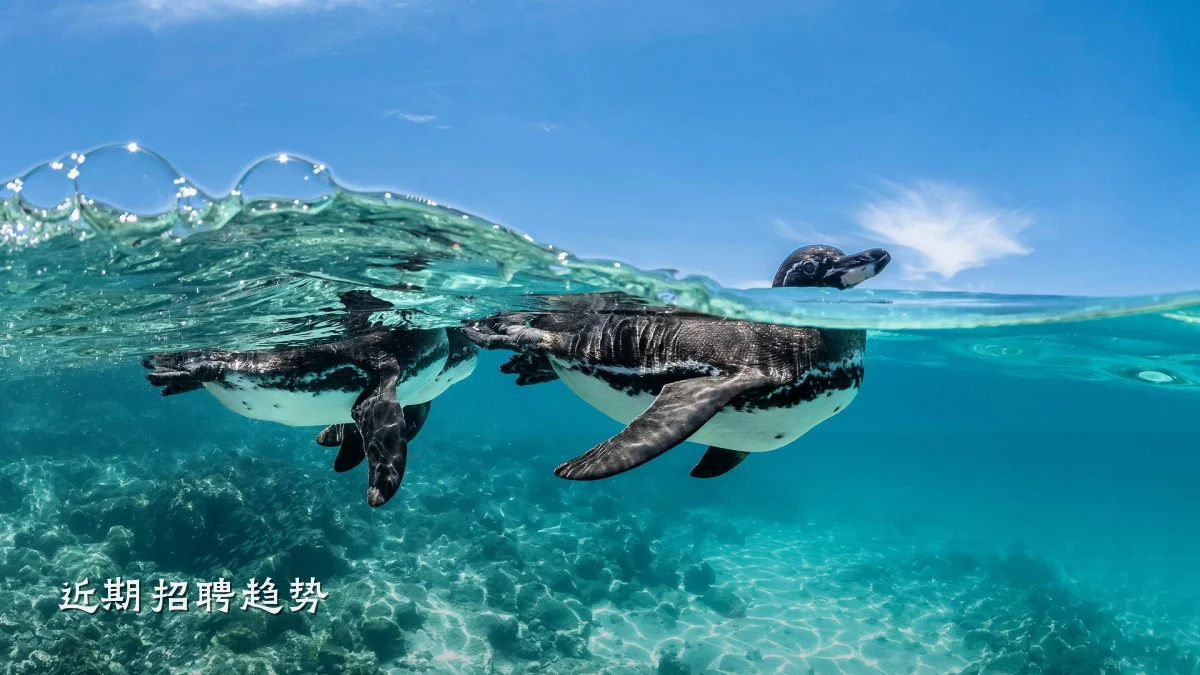 近期招聘趋势