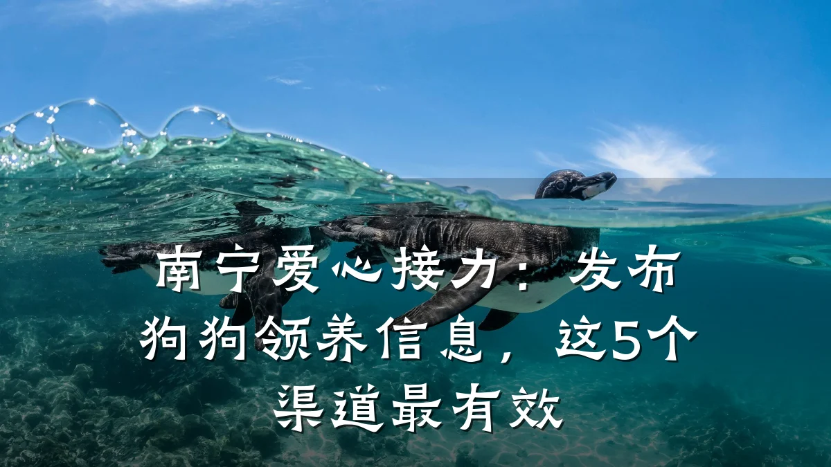 南宁爱心接力:发布狗狗领养信息,这5个渠道最有效