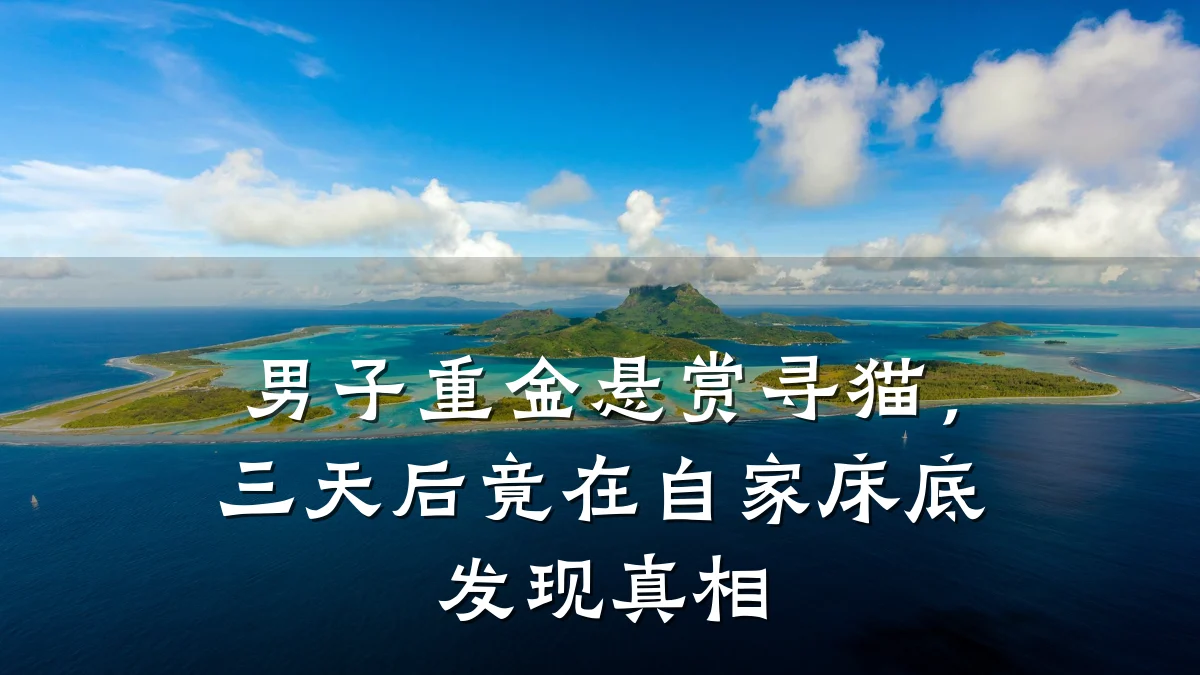 男子重金悬赏寻猫,三天后竟在自家床底发现真相