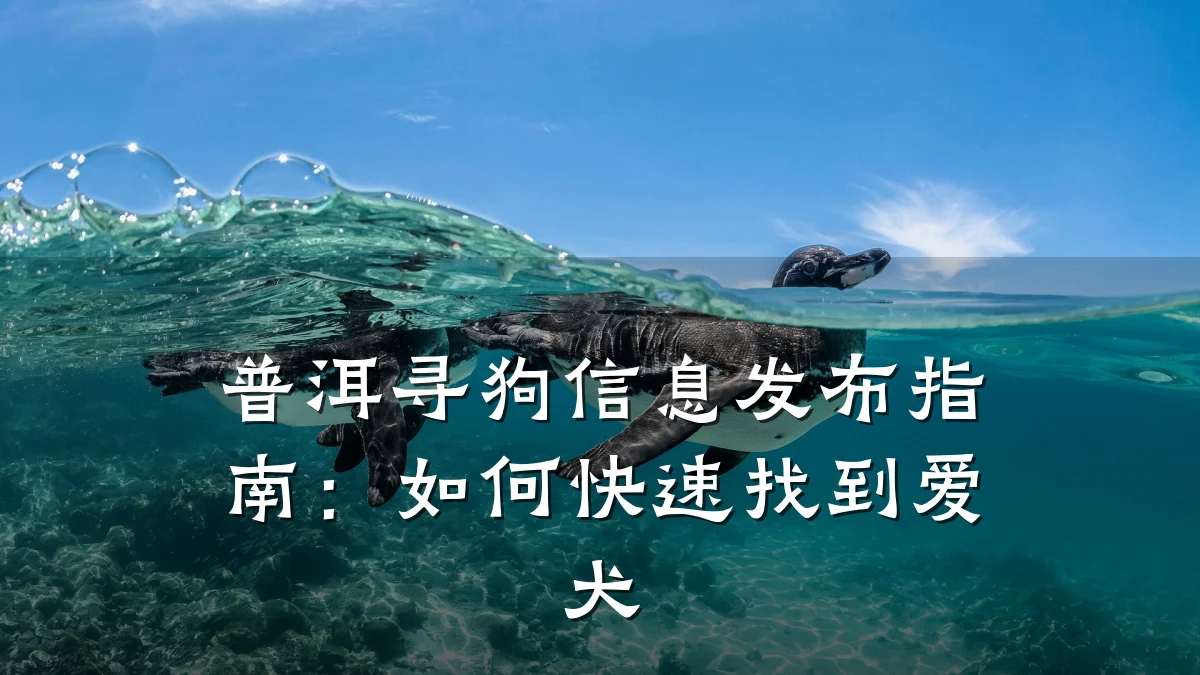 普洱寻狗信息发布指南：如何快速找到爱犬