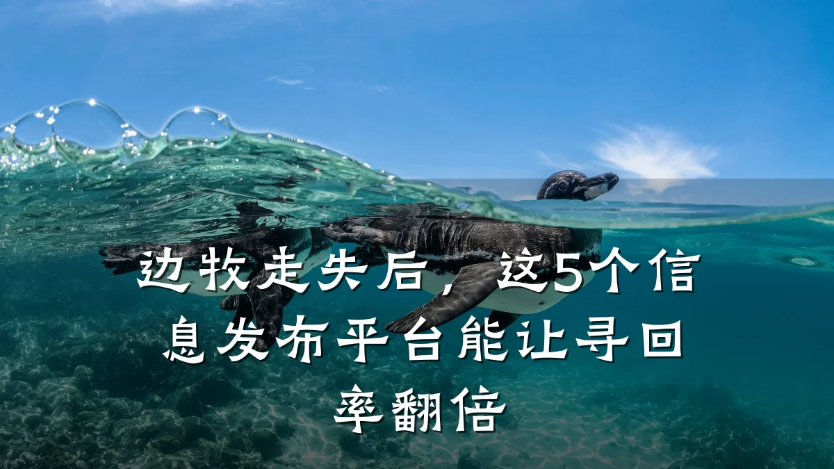 边牧走失后,这5个信息发布平台能让寻回率翻倍