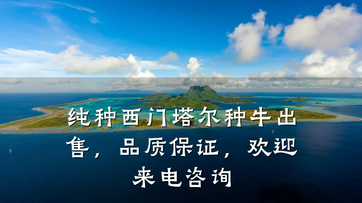 纯种西门塔尔种牛出售,品质保证,欢迎来电咨询