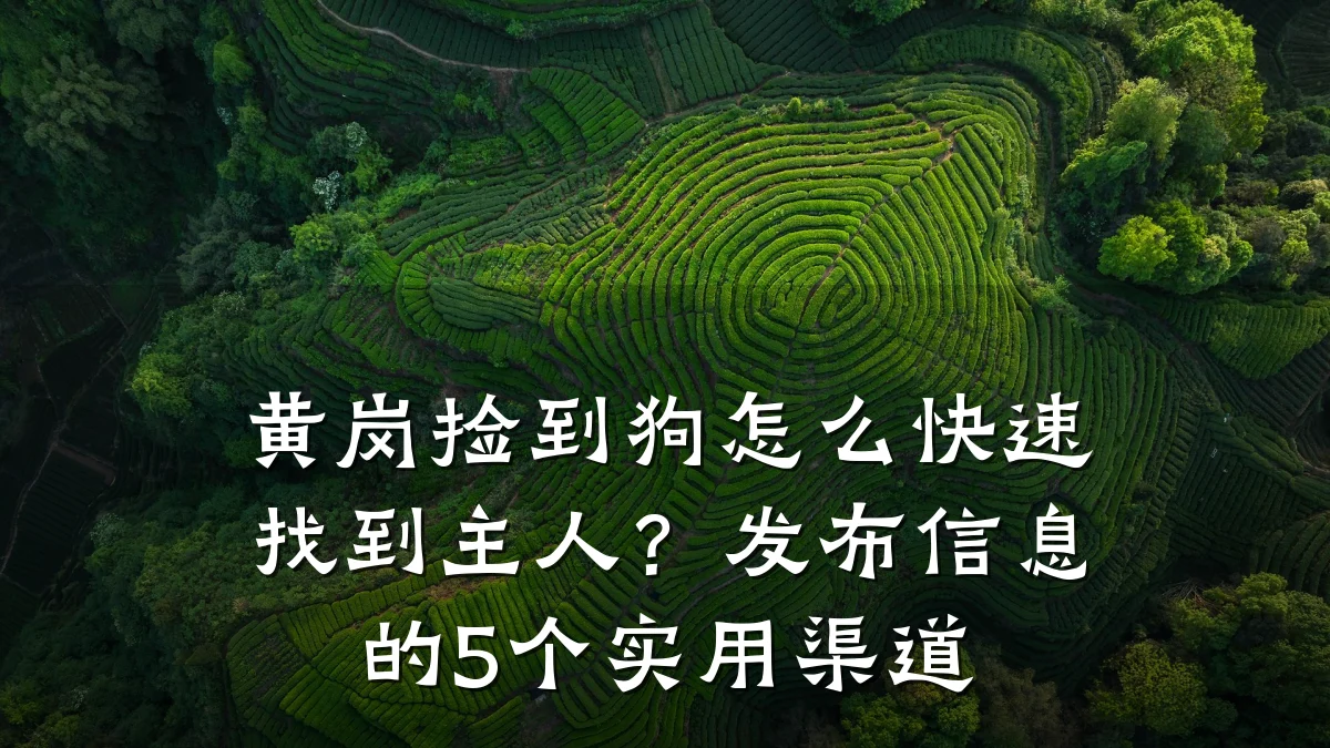 黄岗捡到狗怎么快速找到主人?发布信息的5个实用渠道