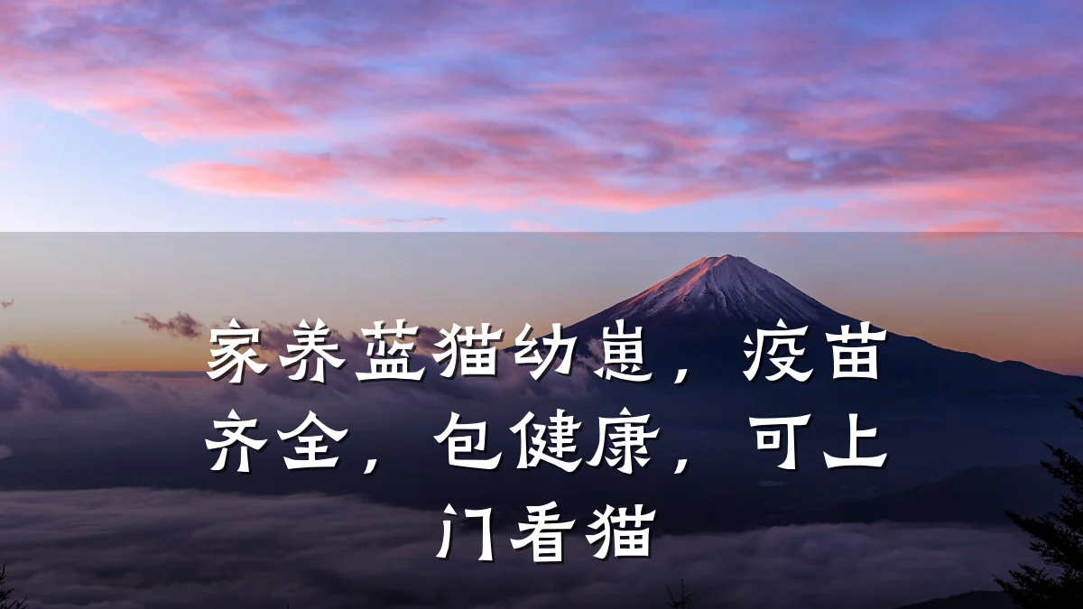 家养蓝猫幼崽,疫苗齐全,包健康,可上门看猫
