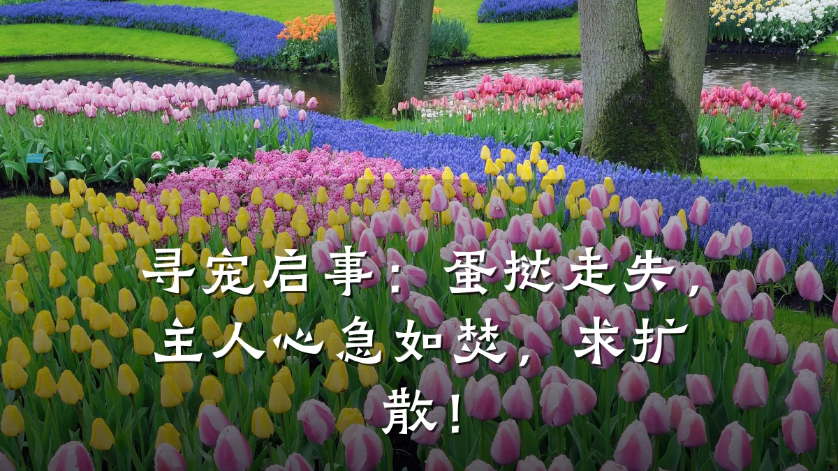 寻宠启事:蛋挞走失,主人心急如焚,求扩散!