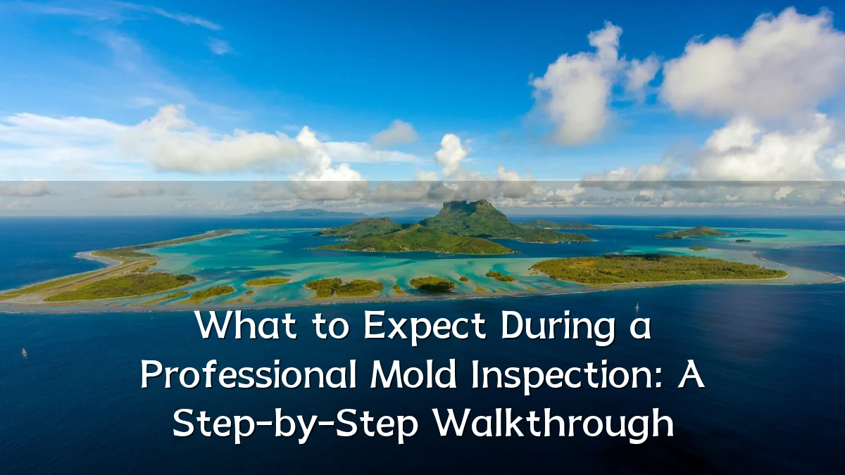 What to Expect During a Professional Mold Inspection: A Step-by-Step Walkthrough