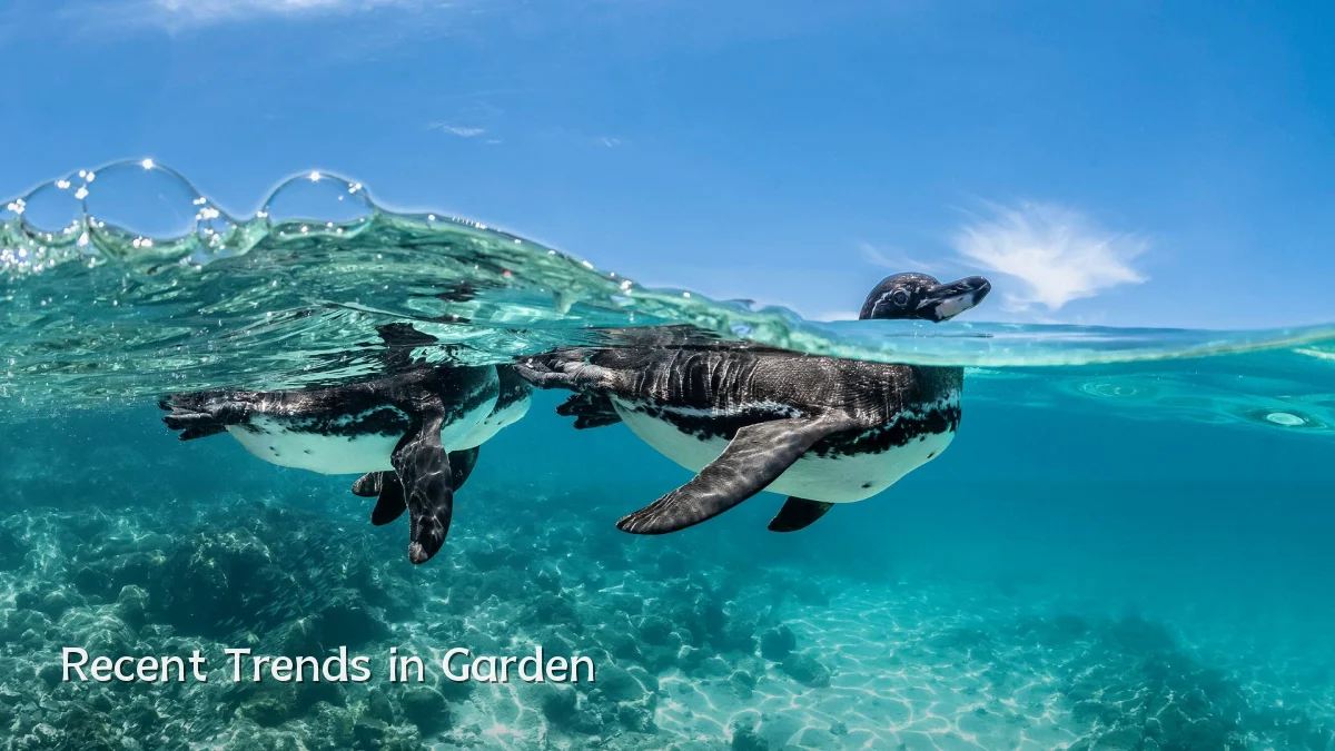 Recent Trends in Garden